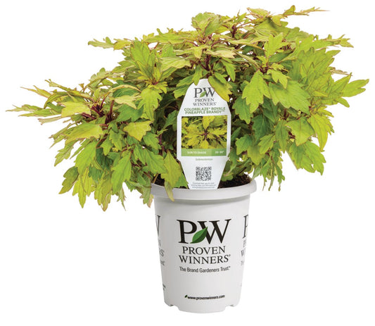 Colorblaze® Pineapple Brandy™ Coleus - LandscapeDirect