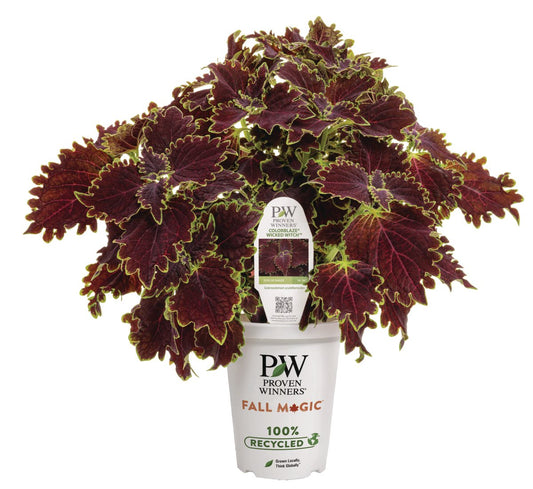Colorblaze® Wicked Witch™ Coleus - LandscapeDirect