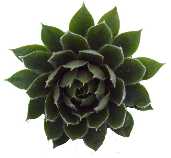 Commander Hay Hens and Chicks - LandscapeDirect