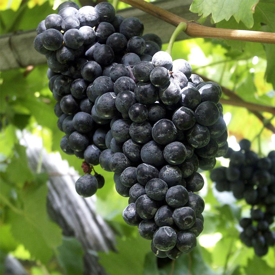 Concord Blue Grape - LandscapeDirect