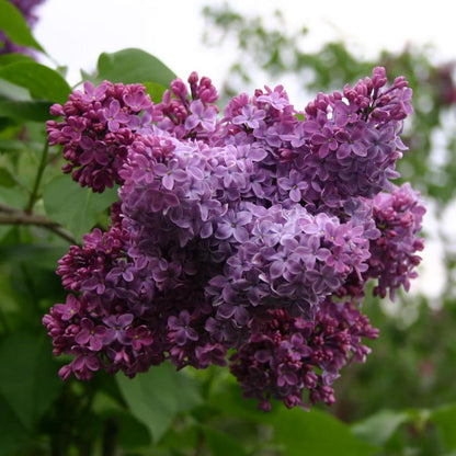 Congo Lilac - LandscapeDirect