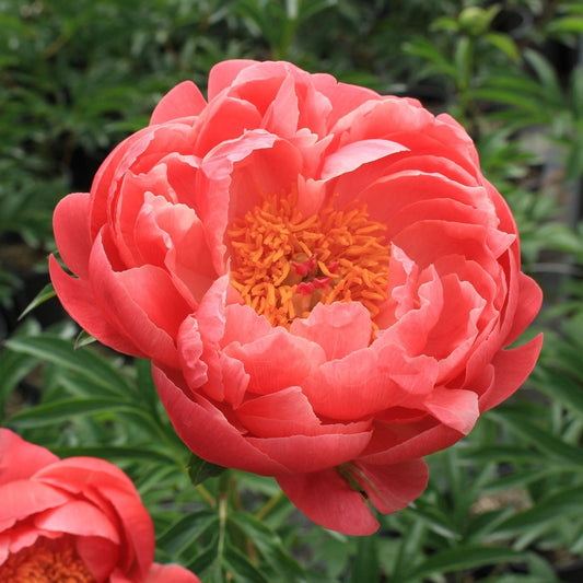 Coral Charm Peony - LandscapeDirect