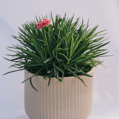 Coral Reef Pinks - LandscapeDirect