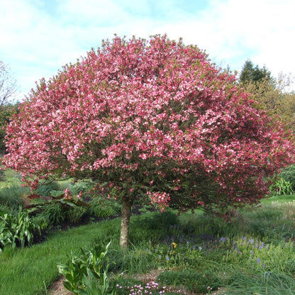 Coralburst Crabapple - LandscapeDirect