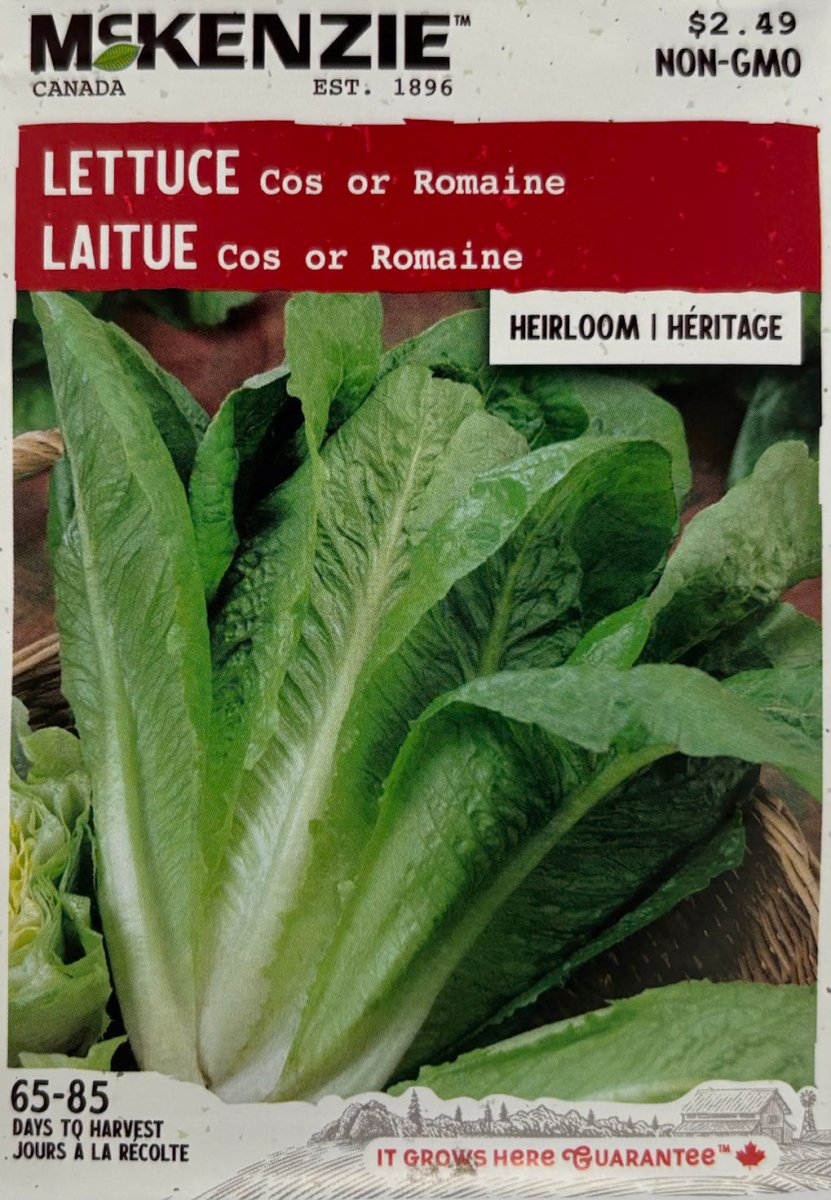 Cos or Romanian Lettuce - LandscapeDirect