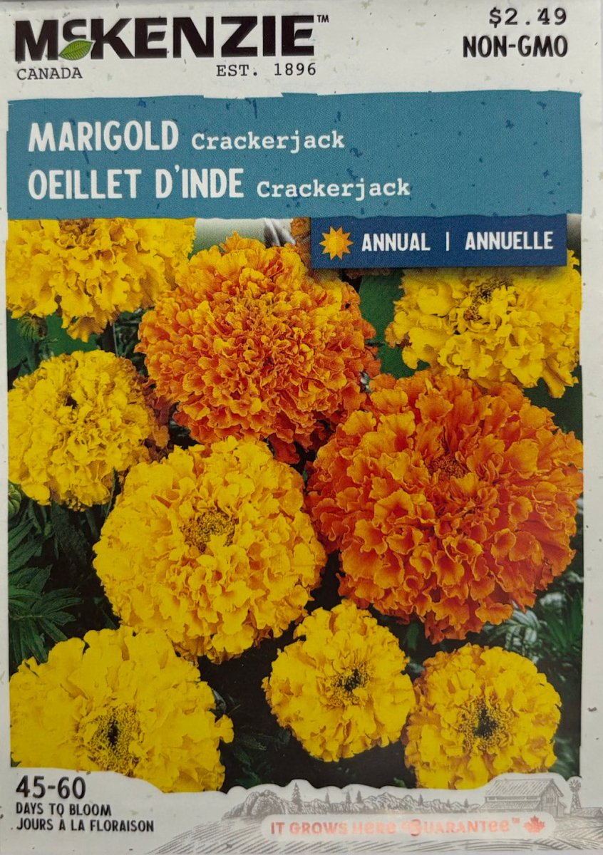 Crackerjack Marigold - LandscapeDirect