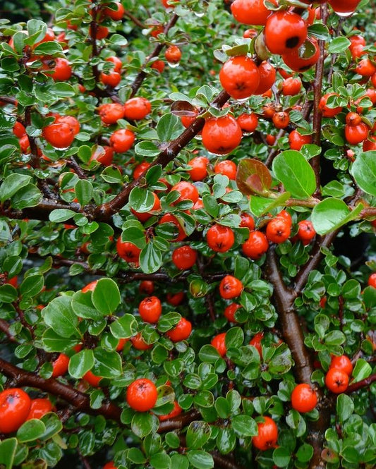 Cotonéaster à la canneberge