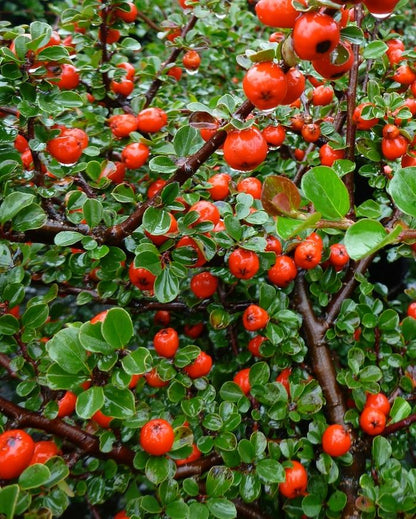 Cranberry Cotoneaster - LandscapeDirect