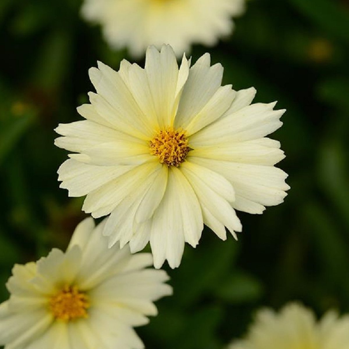Cream Tickseed - LandscapeDirect