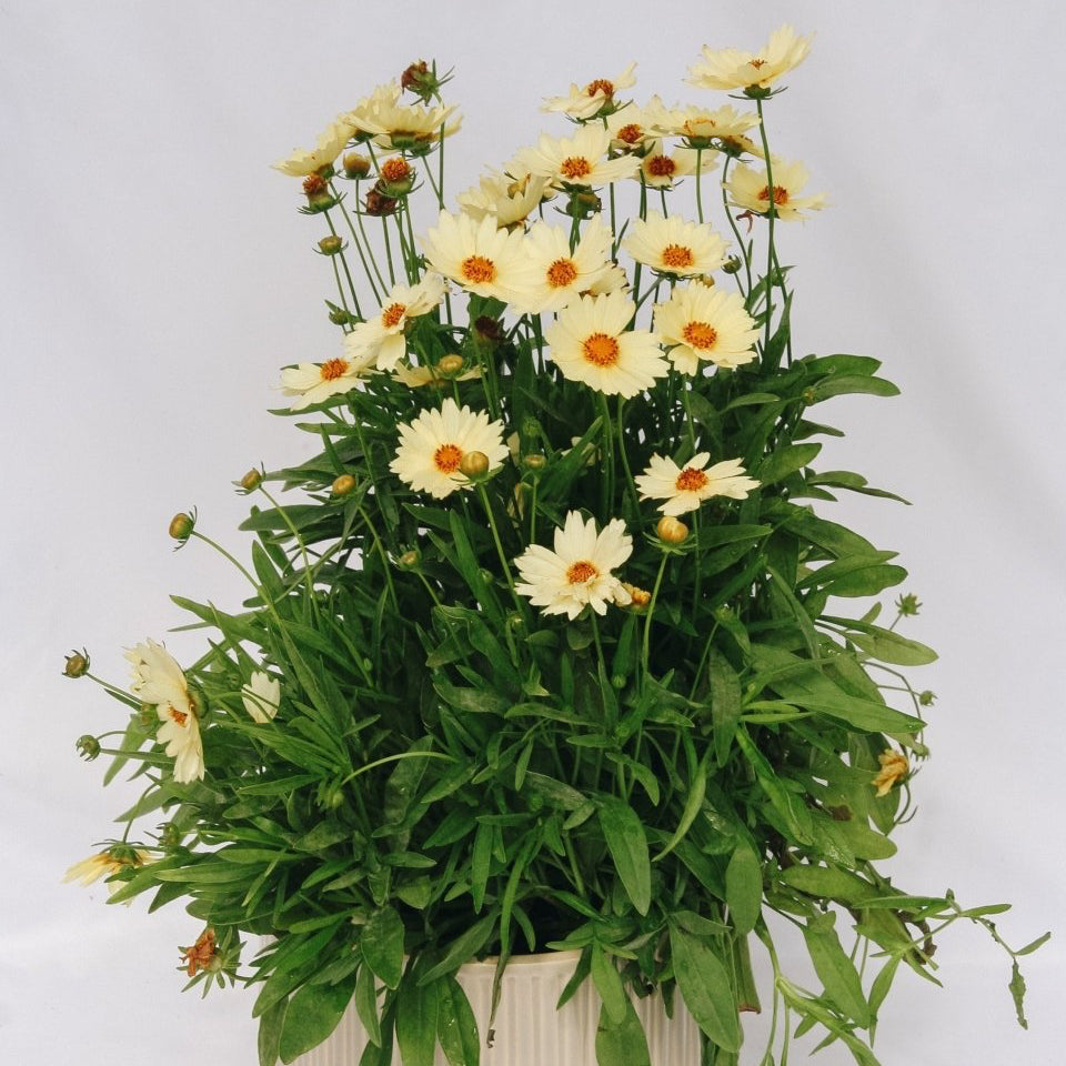 Cream Tickseed - LandscapeDirect