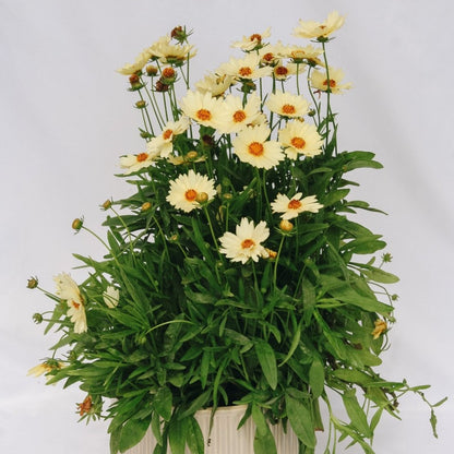 Cream Tickseed - LandscapeDirect