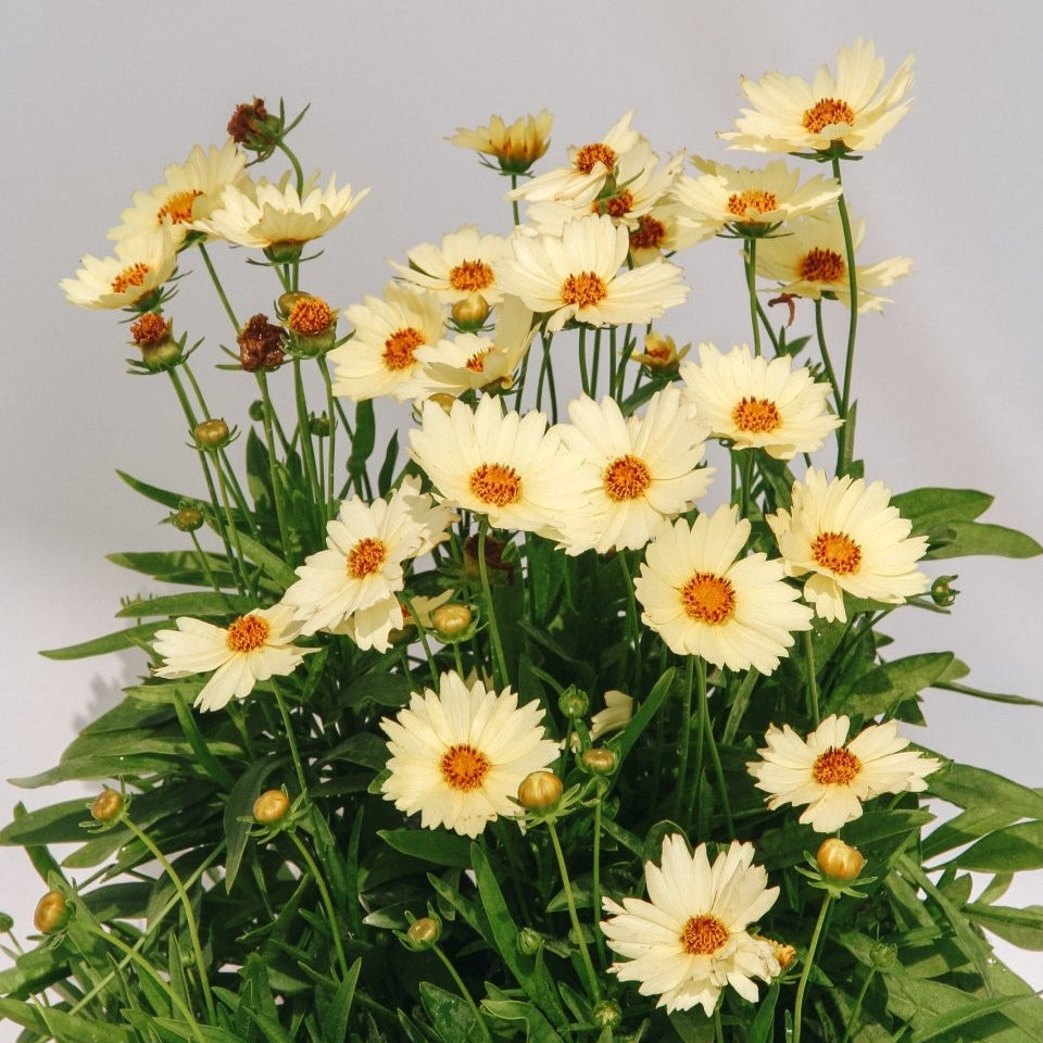 Cream Tickseed - LandscapeDirect