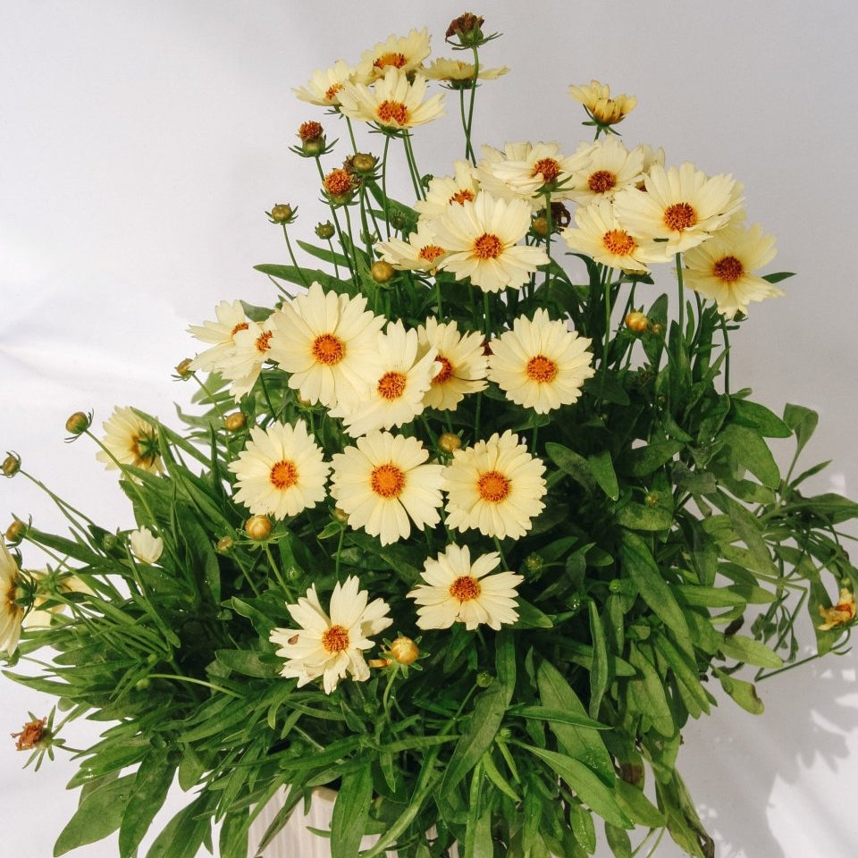 Cream Tickseed - LandscapeDirect