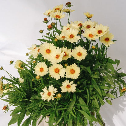 Cream Tickseed - LandscapeDirect
