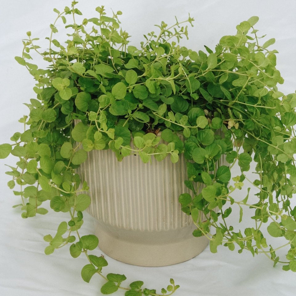 Creeping Jenny 'Goldilocks' - LandscapeDirect