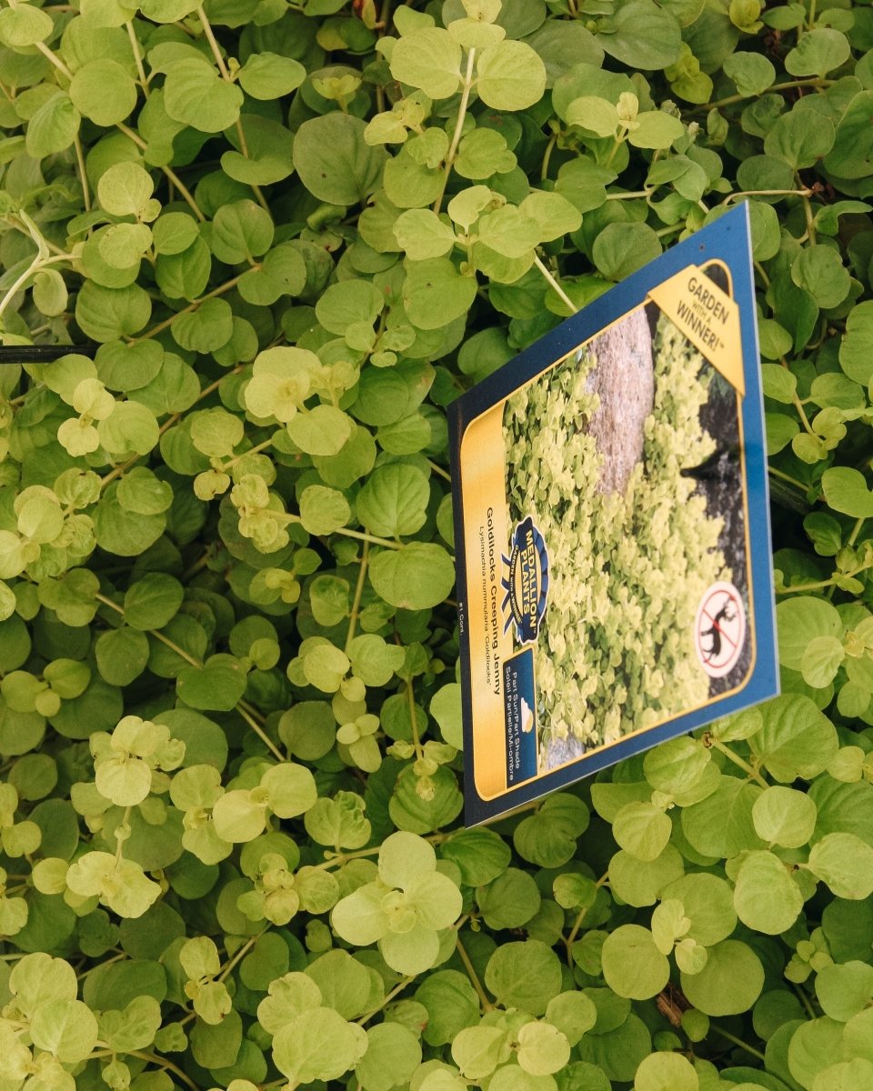 Creeping Jenny 'Goldilocks' - LandscapeDirect