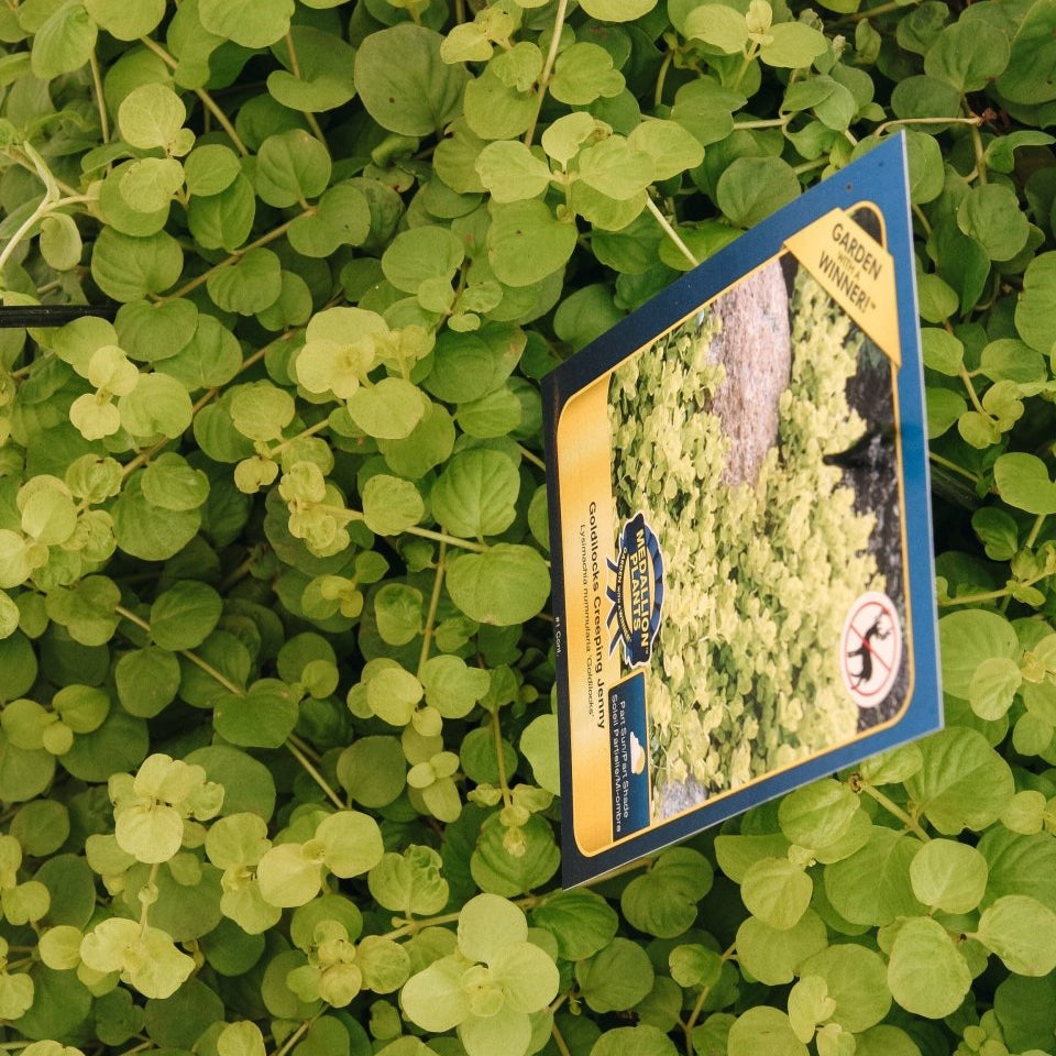 Creeping Jenny 'Goldilocks' - LandscapeDirect