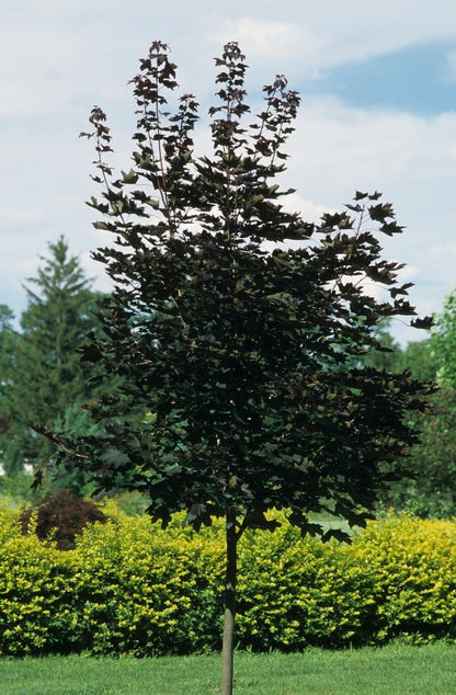 Crimson King Norway Maple - LandscapeDirect