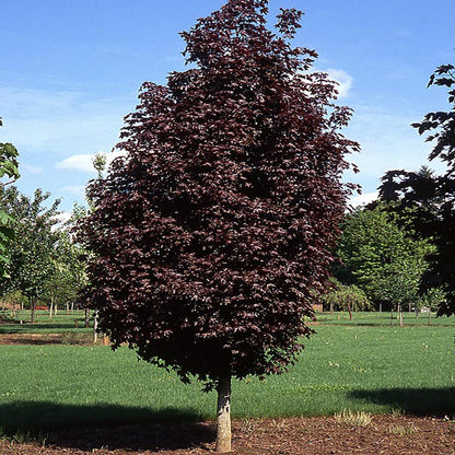 Crimson Sentry Norway Maple - LandscapeDirect