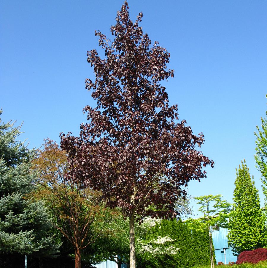 Crimson Sunset Maple - LandscapeDirect