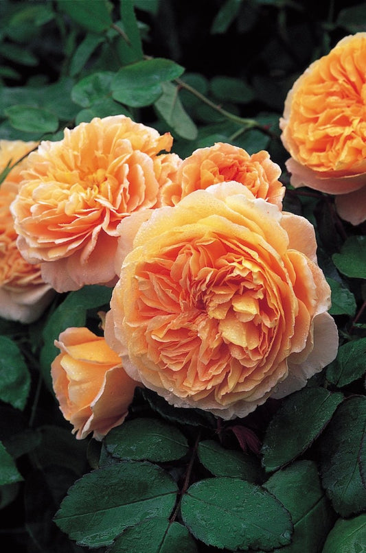 Crown Princess Margareta Climbing Rose - LandscapeDirect