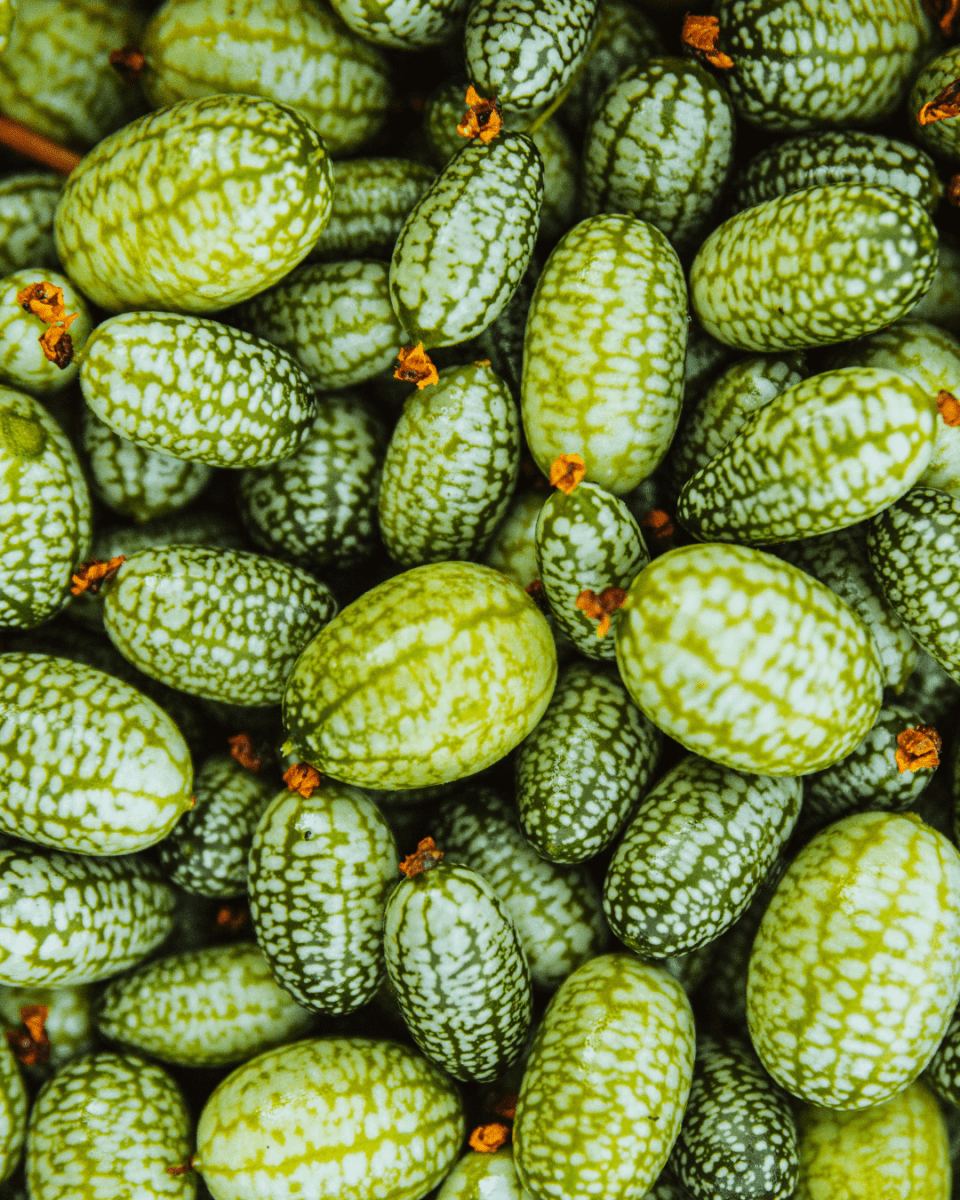 Cucamelon - LandscapeDirect