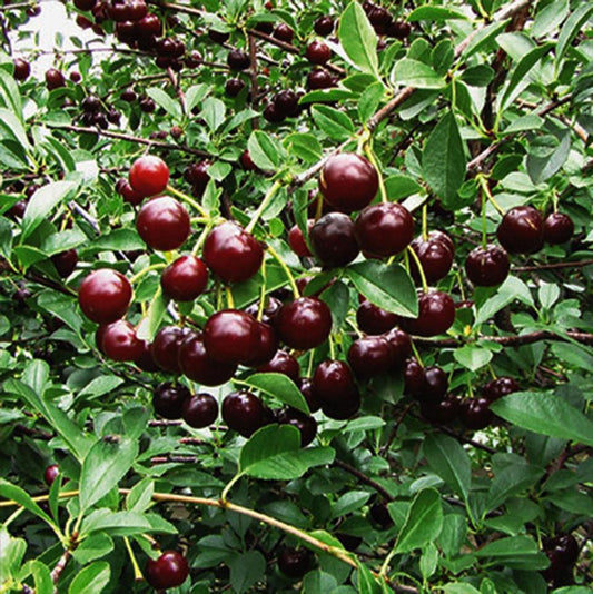 Cupid Dwarf Cherry