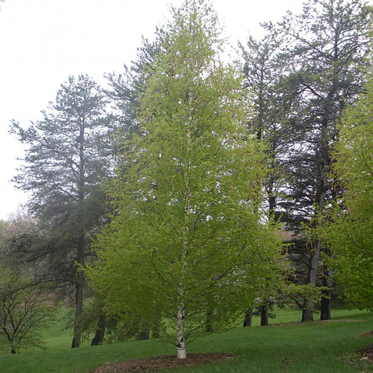 Dakota Pinnacle Birch - LandscapeDirect