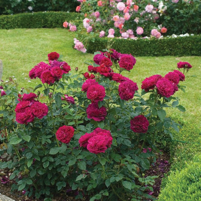Darcey Bussell English Rose - LandscapeDirect