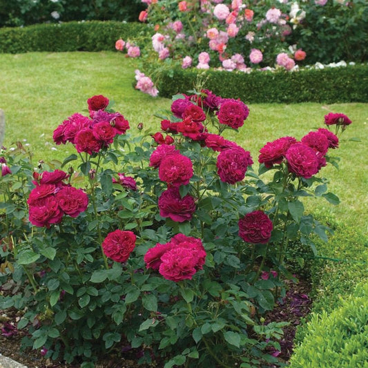 Darcey Bussell English Rose - LandscapeDirect