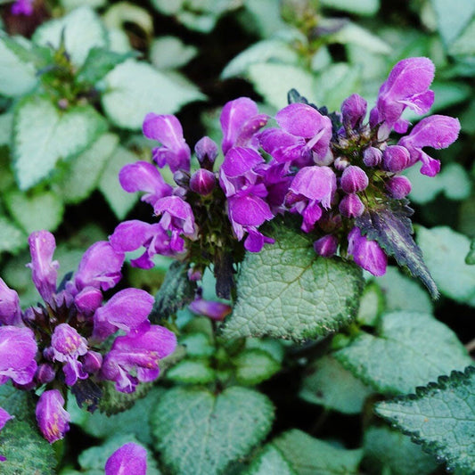 Dark Purple Deadnettle - LandscapeDirect