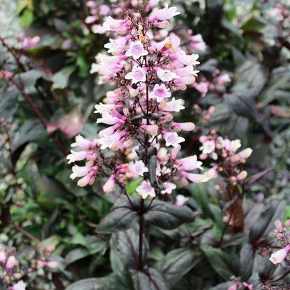 Dark Towers Penstemon - LandscapeDirect