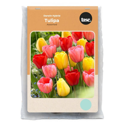 Darwin Hybrid Assorted Tulip - LandscapeDirect