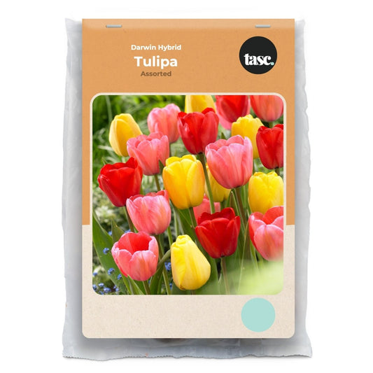 Darwin Hybrid Assorted Tulip - LandscapeDirect