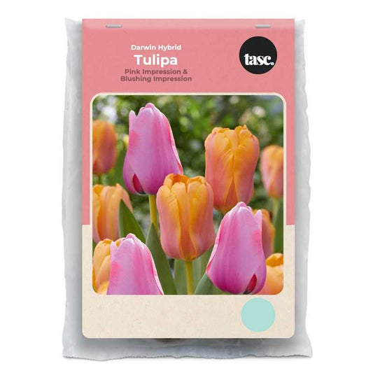 Darwin Hybrid Pink & Blushing Impression Tulip - LandscapeDirect