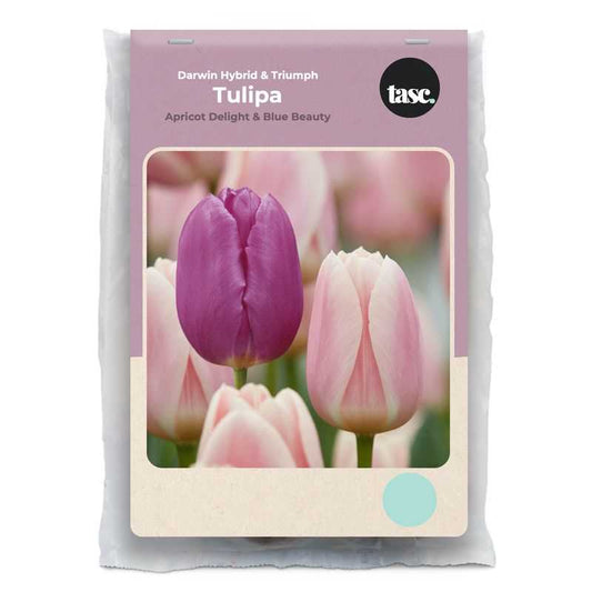 Darwin Hybrid & Triumph Apricot Delight & Blue Beauty Tulip - LandscapeDirect