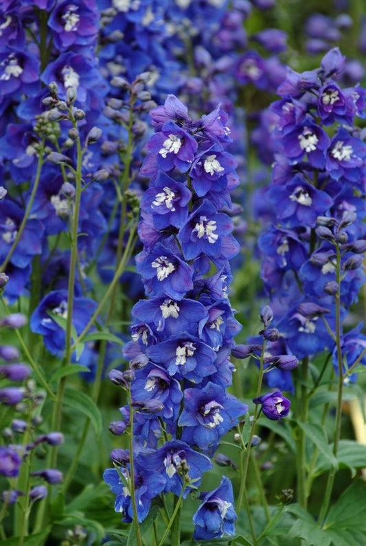 Dasante Blue Delphinium - LandscapeDirect