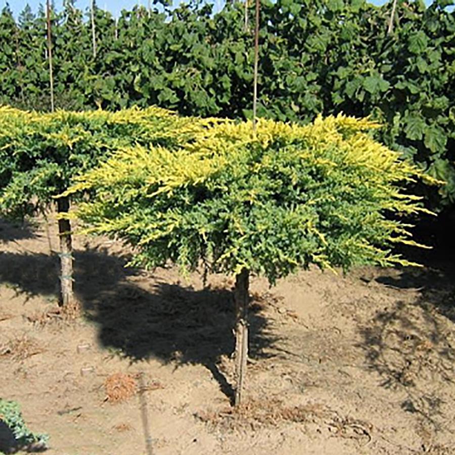 Daub's Frosted Juniper - Standard - LandscapeDirect