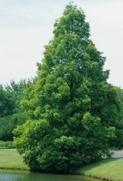 Dawn Redwood - LandscapeDirect