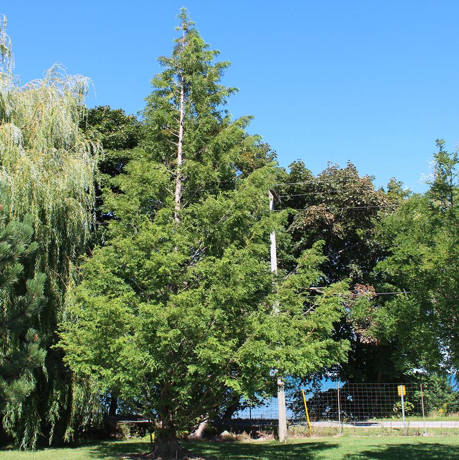 Dawn Redwood