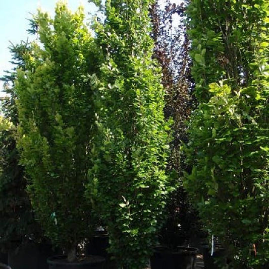 Dawyck Green Beech - LandscapeDirect