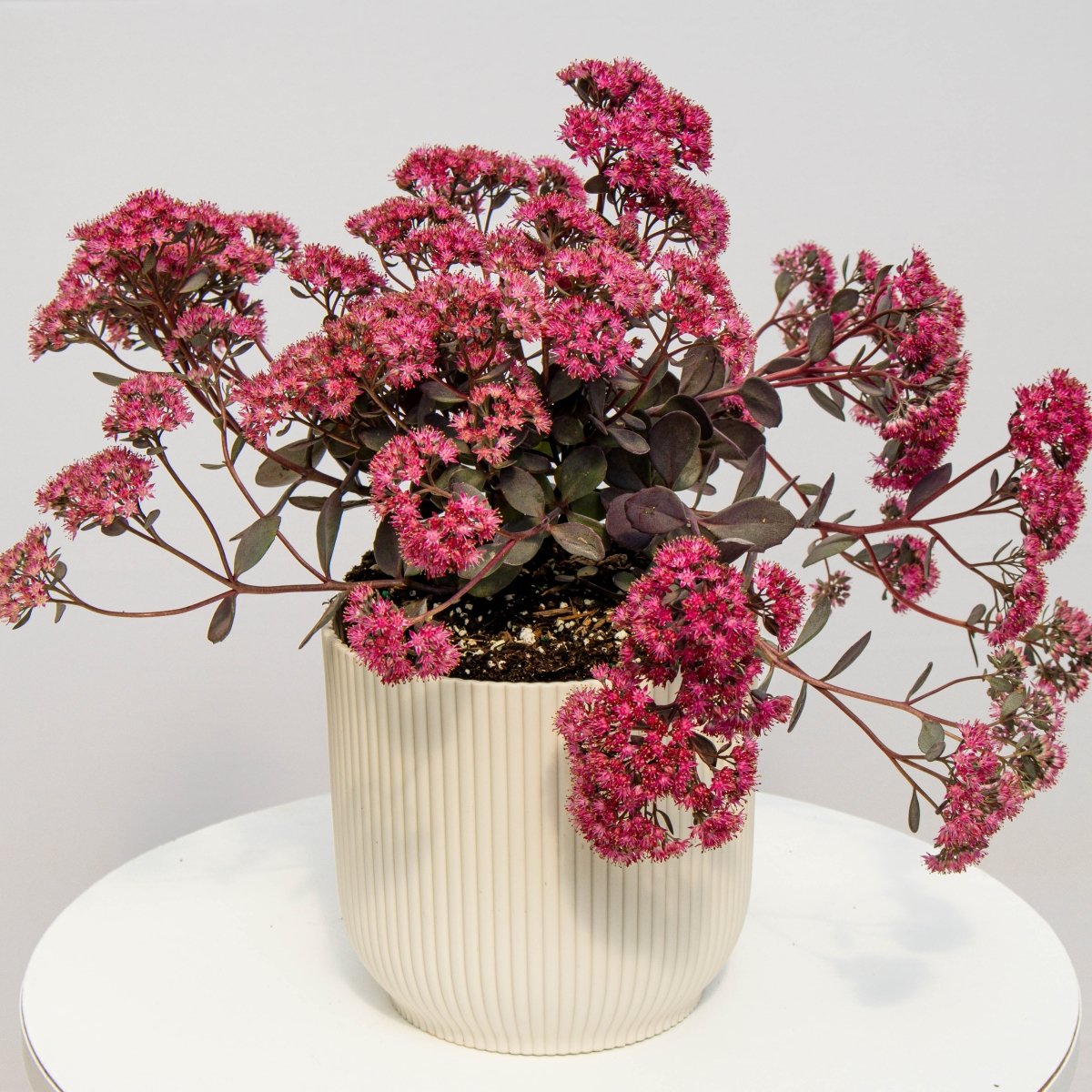 Dazzleberry Stonecrop - LandscapeDirect