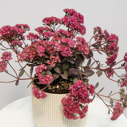 Dazzleberry Stonecrop - LandscapeDirect