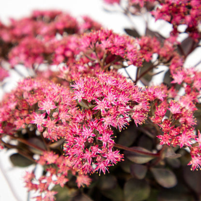 Dazzleberry Stonecrop - LandscapeDirect