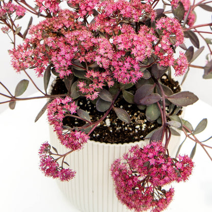 Dazzleberry Stonecrop - LandscapeDirect