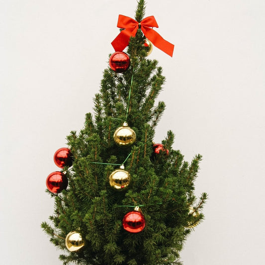 Decorated Dwarf Alberta Spruce with String Lights - LandscapeDirect