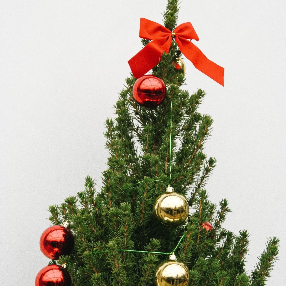 Decorated Dwarf Alberta Spruce with String Lights - LandscapeDirect