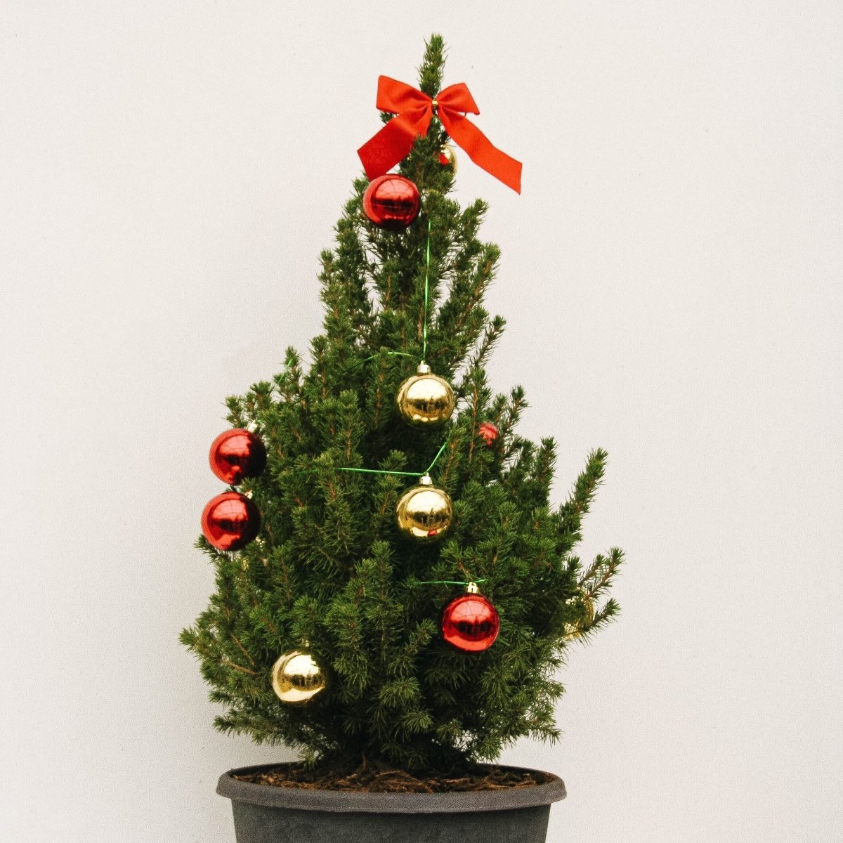 Decorated Dwarf Alberta Spruce with String Lights - LandscapeDirect