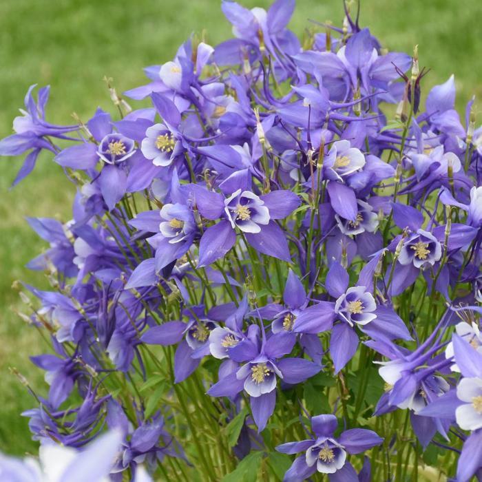 Deep Blue and White Columbine - LandscapeDirect