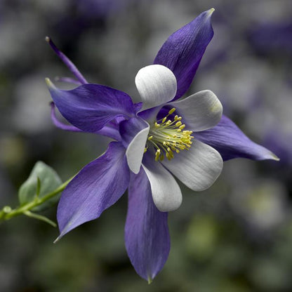 Deep Blue and White Columbine - LandscapeDirect